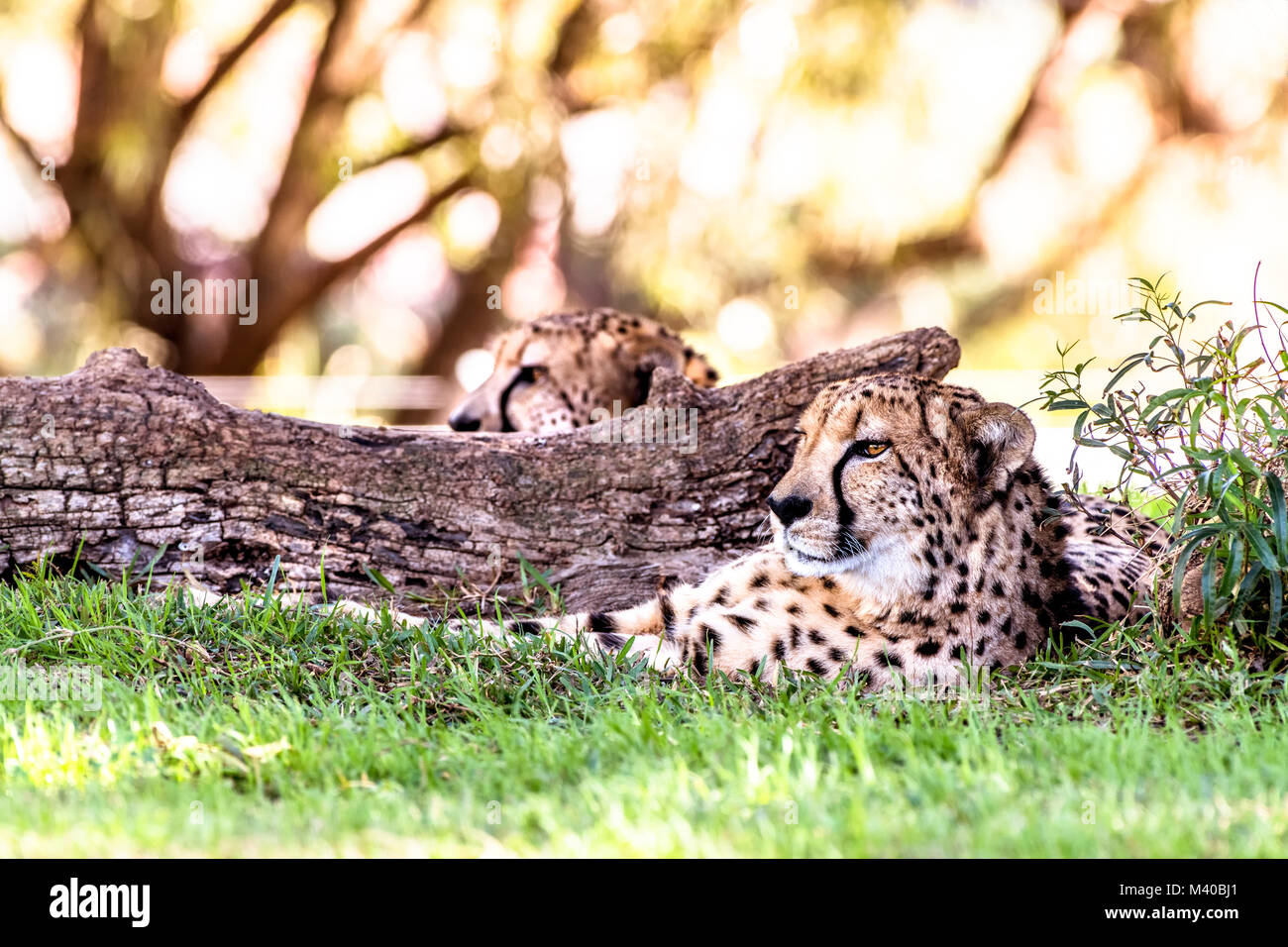 Eine leistungsstarke und schnelle Gepard liegt neben einer in einem schattigen Bereich während einer Safari anmelden Stockfoto