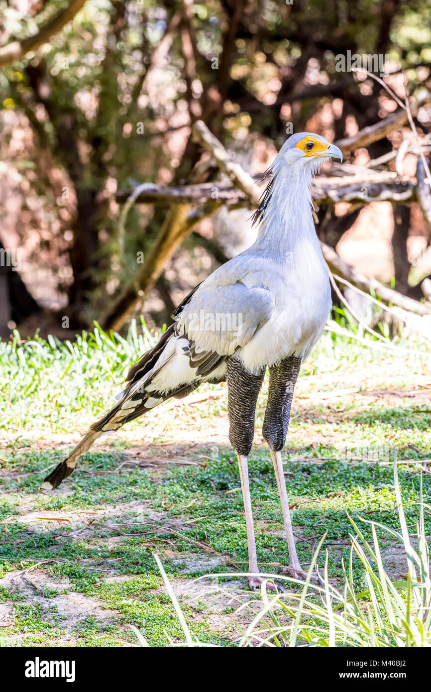 Über vier Meter hoch, eine Sekretärin vogel Spaziergänge durch seinen Lebensraum mit seinen langen Beinen zu helfen, für eine Mahlzeit suchen. Stockfoto