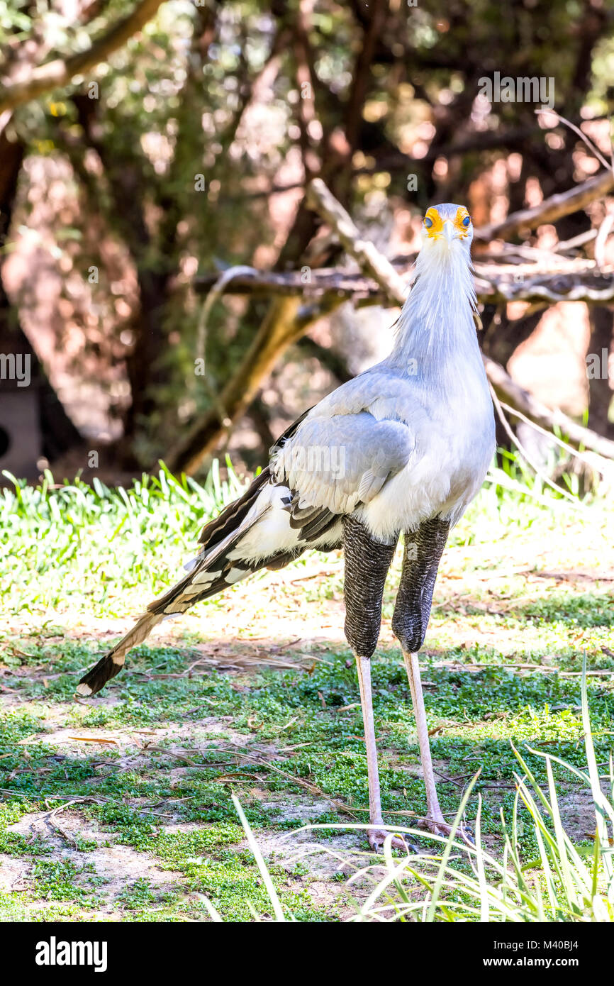 Über vier Meter hoch, eine Sekretärin vogel Spaziergänge durch seinen Lebensraum mit seinen langen Beinen zu helfen, für eine Mahlzeit suchen. Stockfoto