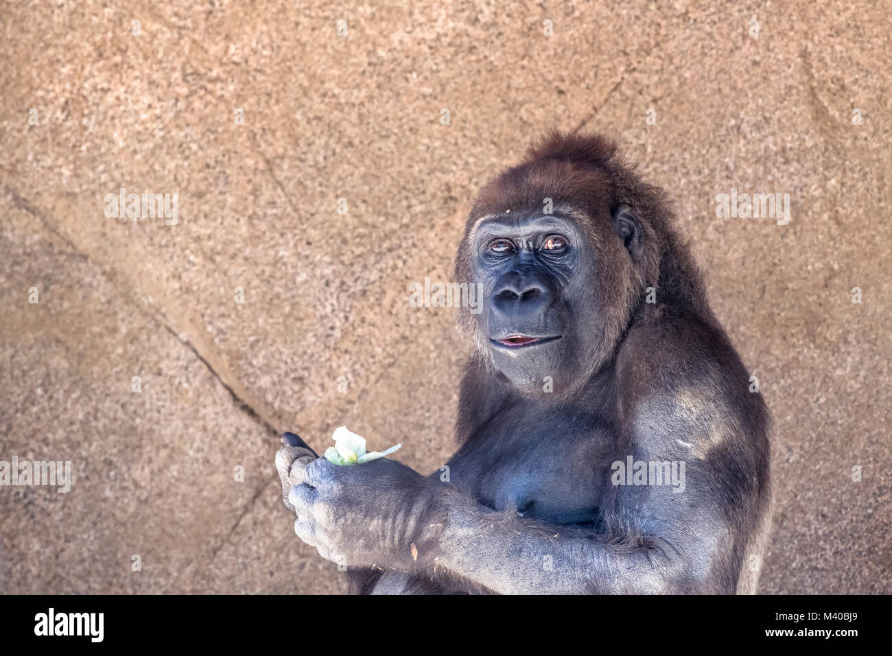 Eine maßgebliche, beherrschende Silverback Gorilla Kollegen in die Weite seiner Gruppe zu schützen. Stockfoto