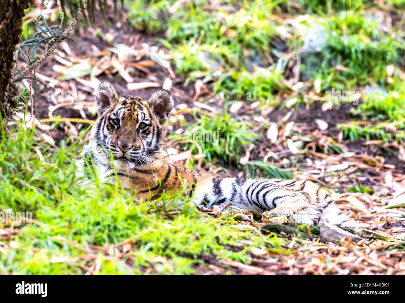 Eine seltene und leistungsstarke Sumatra Tiger liegt in einem schattigen Bereich während einer Safari Stockfoto