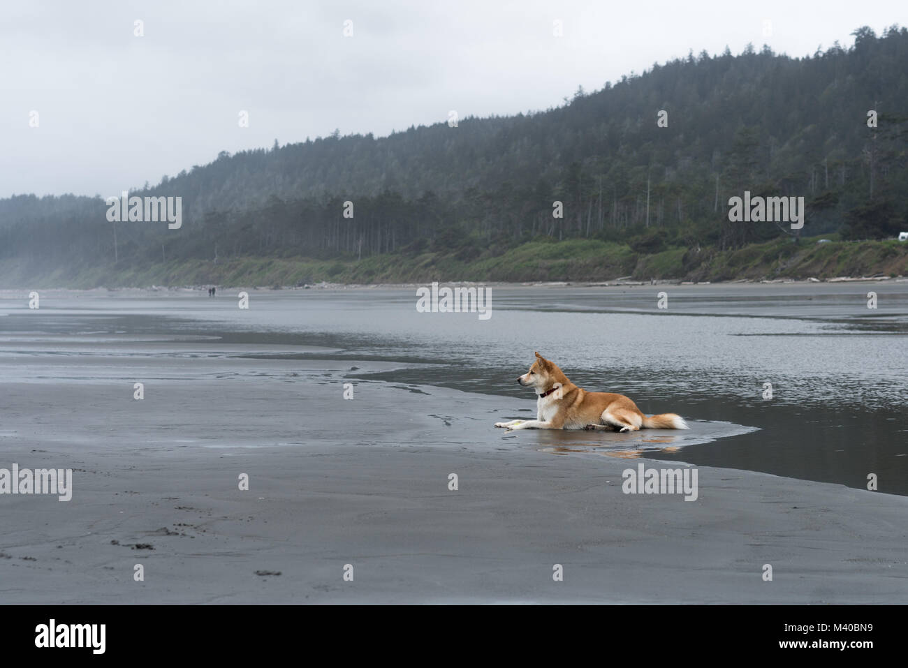 Rote Malamute Stockfotos Und Bilder Kaufen Alamy