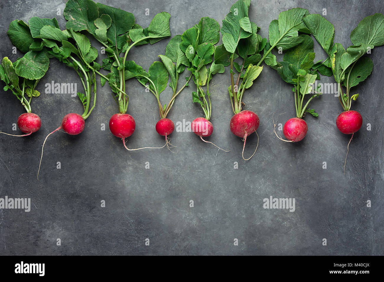 Reihe von frischen, rohen organischen Rote Radieschen mit Greenn Blätter angeordnet in der oberen Zeile Grenze auf dunklem Beton Stein Hintergrund. Kopieren Sie Platz für Text. Website Stockfoto