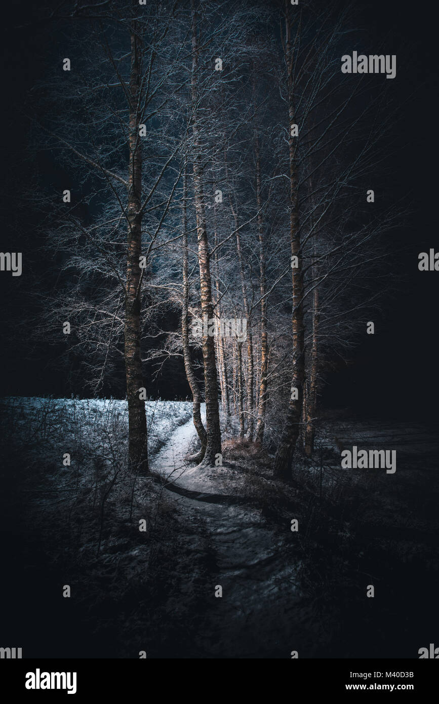 Nacht Szene eines Trail führt durch Birken durch Straßenlaternen beleuchtet Stockfoto
