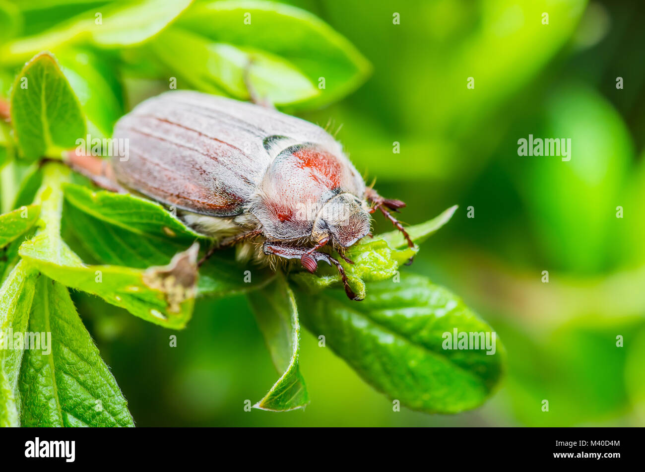 Maikäfer Melolontha kann Beetle Bug Insekt auf Zweig Makro Stockfoto