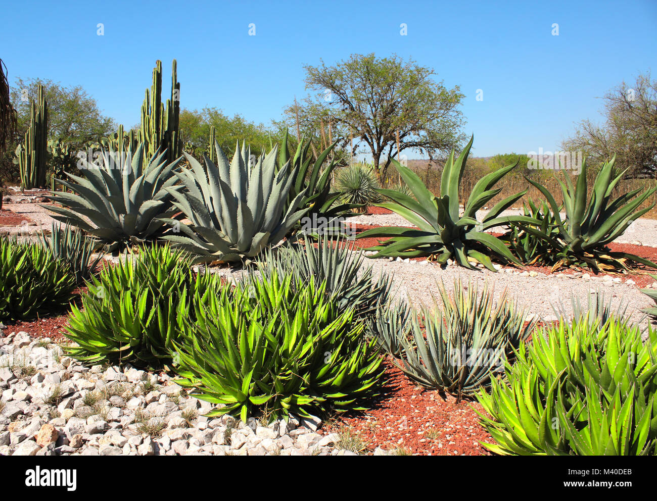 Garten der Agaven, Kakteen und Sukkulenten in der Nhe von berhmten  archologischen Sttte Tula de Allende, Bundesstaat Hidalgo, Mexiko,  Nordamerika Stockfotografie - Alamy