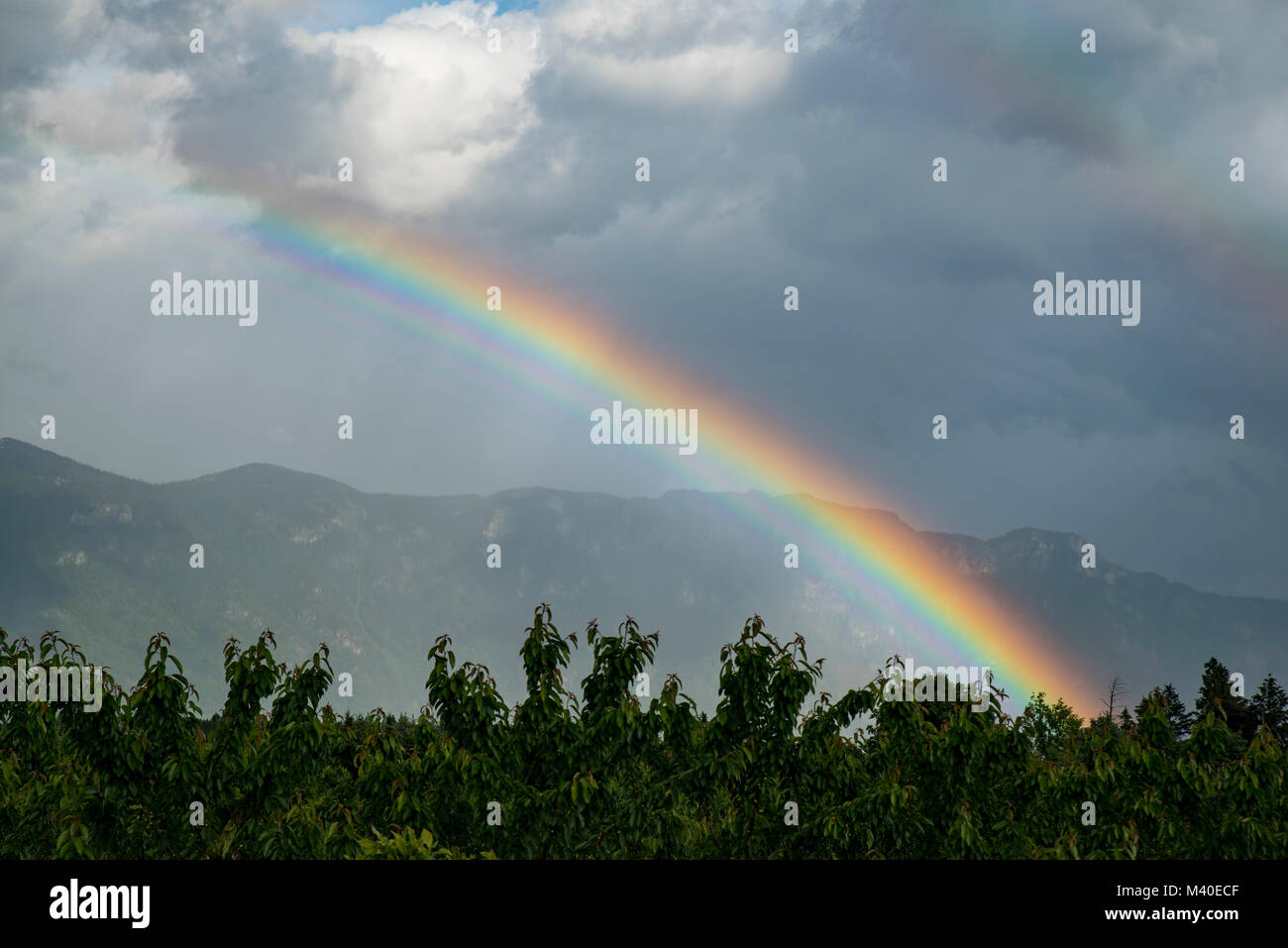 Berg Regenbogen über die obstgärten von Erickson, British Columbia, Kanada in der creston Tal mit Skimmerhorn Bereich im Hintergrund Stockfoto