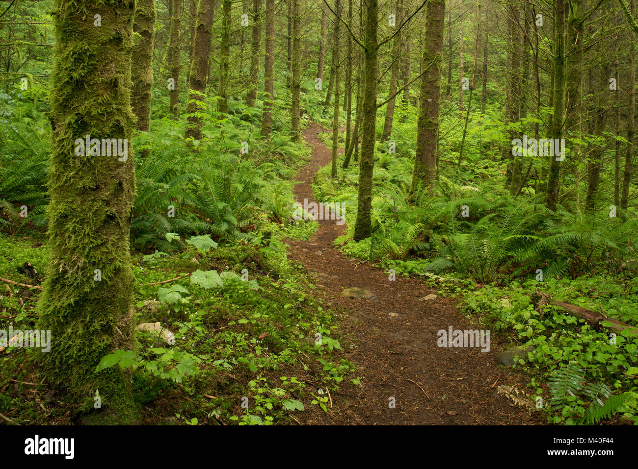 Trail in einer üppigen Wald nördlich von Abbotsford, British Columbia, Kanada Stockfoto