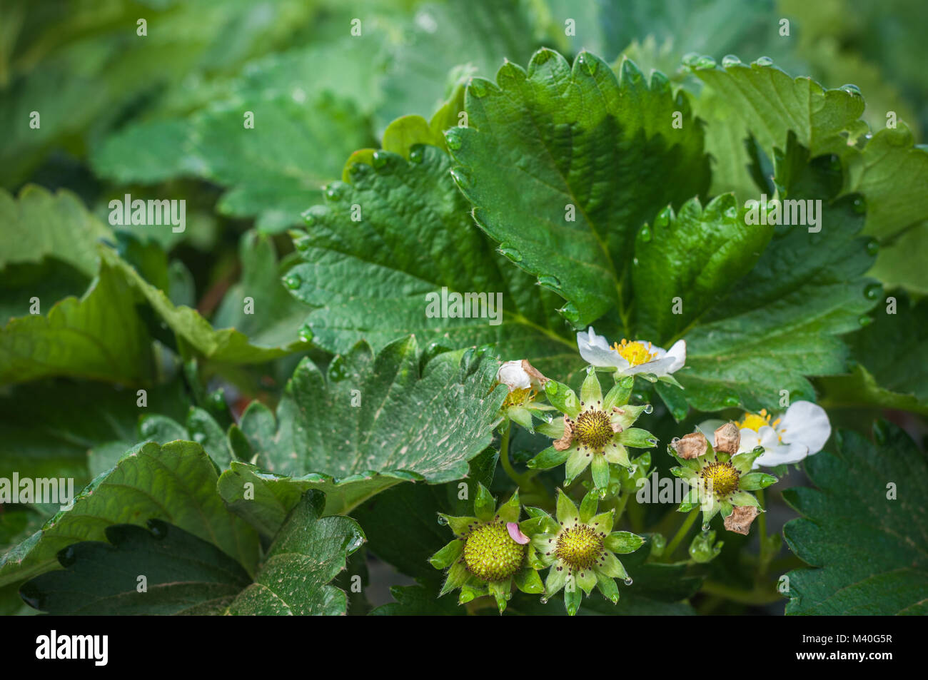 Close up Erdbeere grünes Blatt im Hof Garten mit Tau kaltem Wetter Hintergrund wachsenden Stockfoto