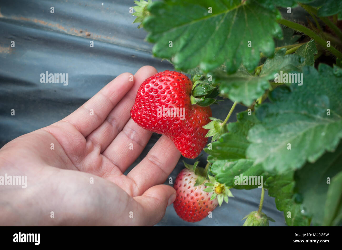 Mädchen Hand halten reife Erdbeere im Garten, bei kaltem Wetter Obst Stockfoto