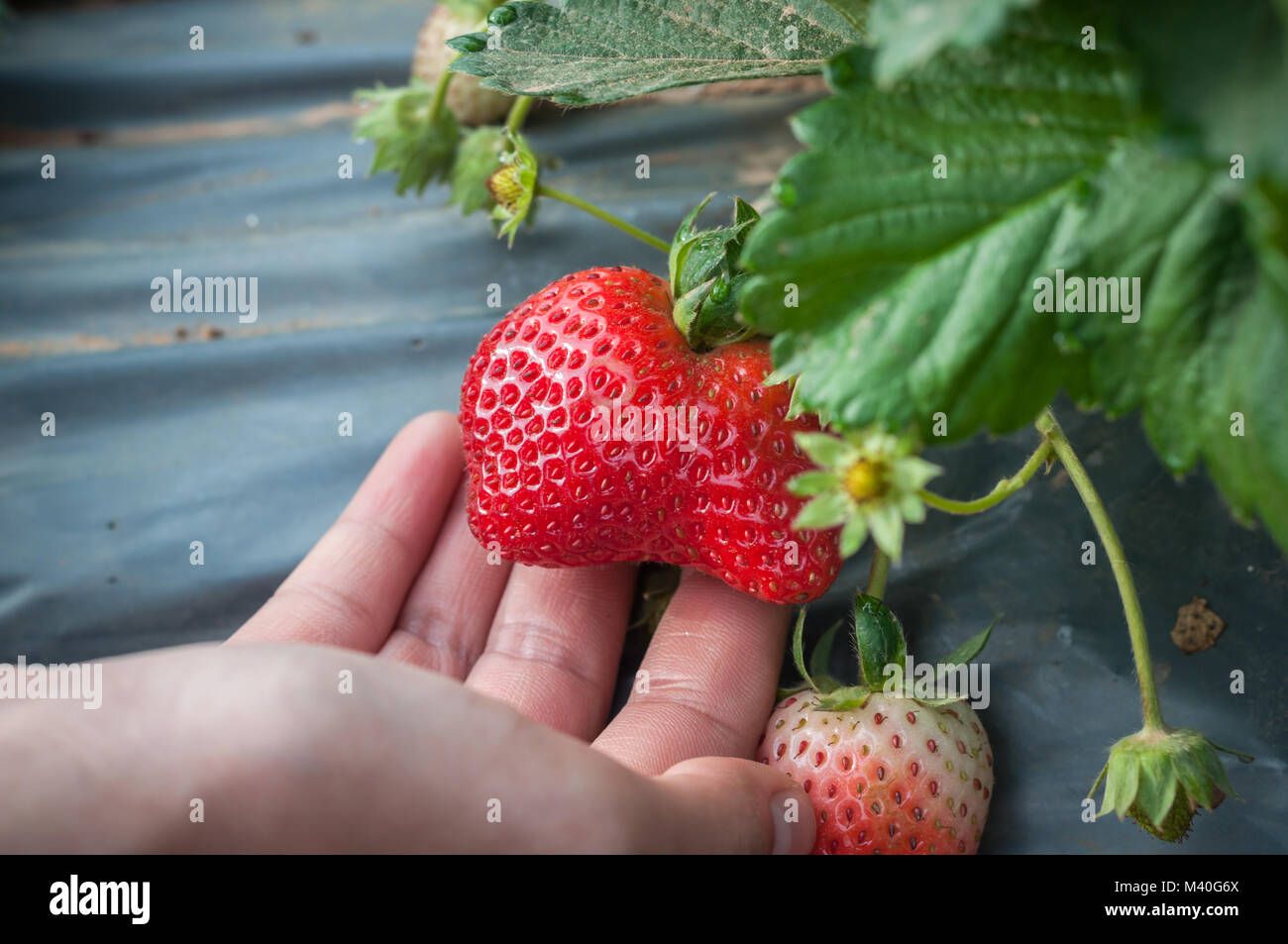 Mädchen Hand halten reife Erdbeere im Garten, bei kaltem Wetter Obst Stockfoto