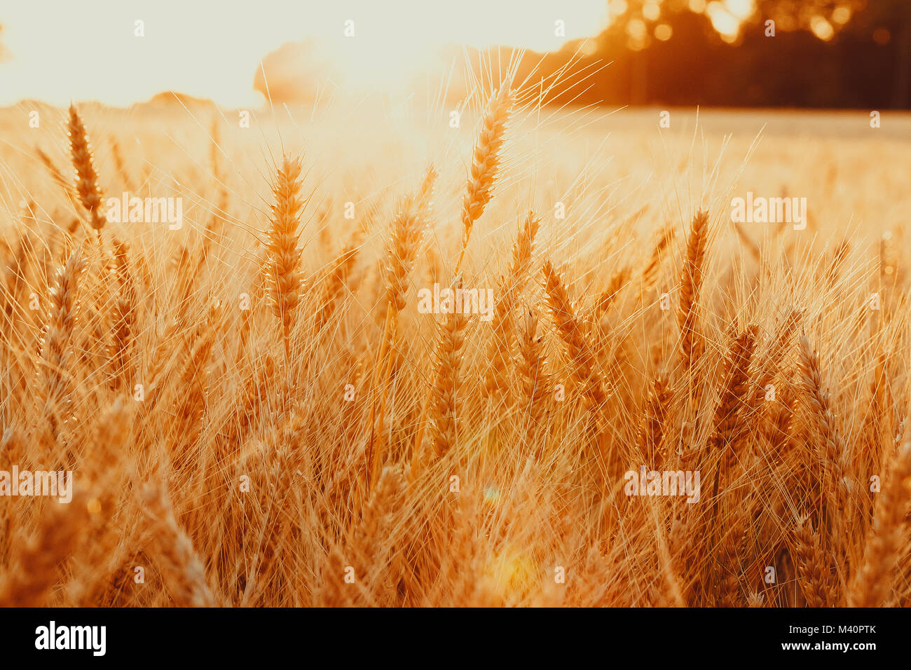 Ährchen der goldene Weizen auf dem Feld. Schöne Natur Landschaft ländliche auf den Sonnenuntergang. Das Konzept reiche Ernte Stockfoto