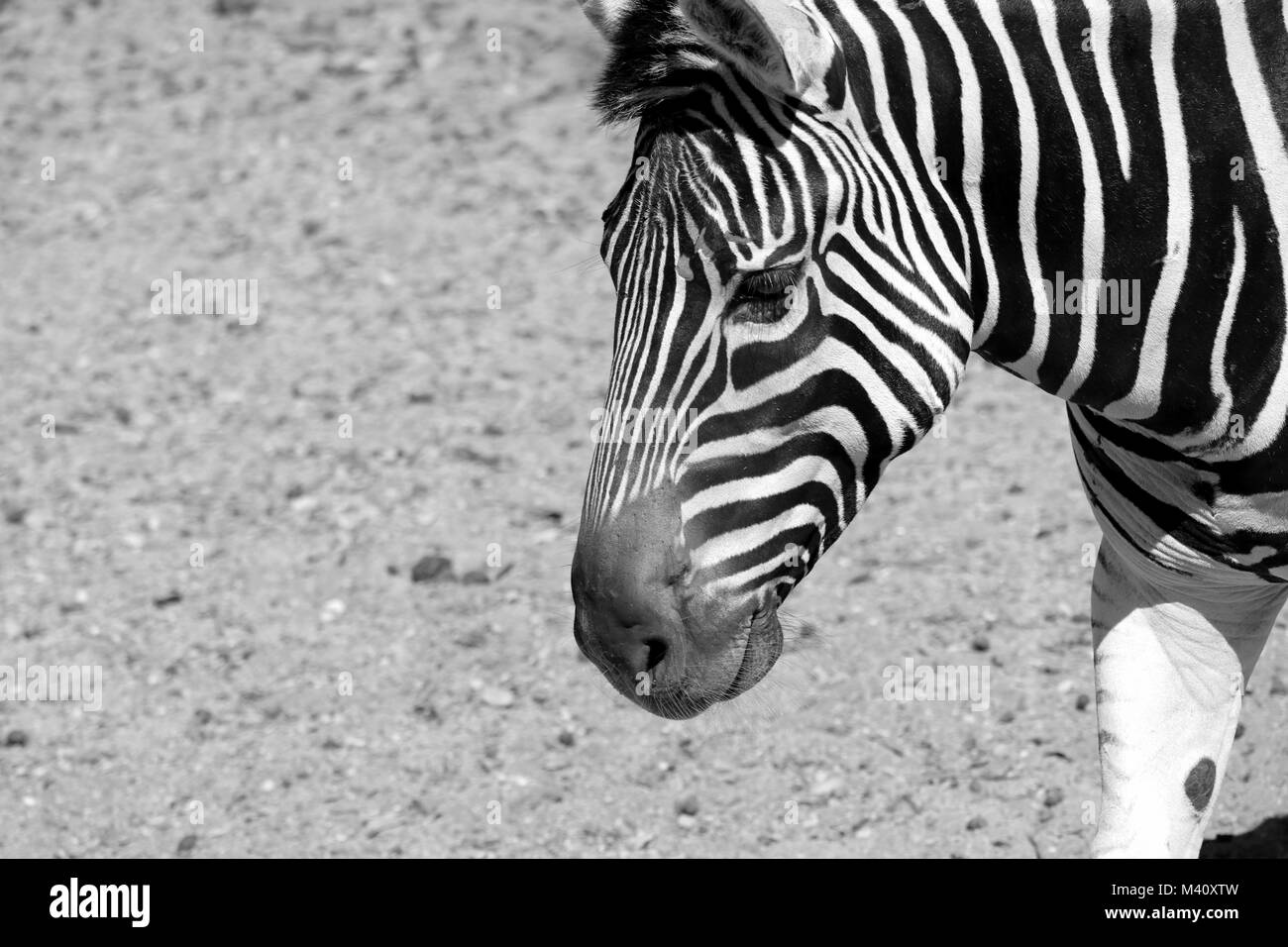 Ebenen Zebra B&W Stockfoto