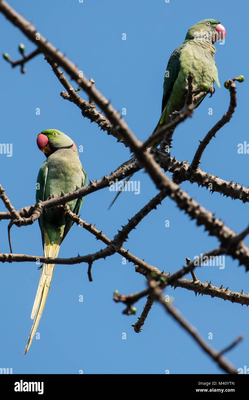 Paar Rose Ringed Parakeet thront auf Zweig eines Baumes Stockfoto