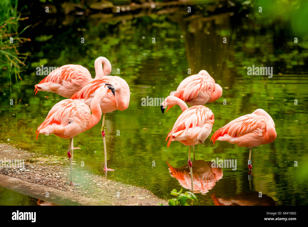 Flamingos am Strand Stockfoto