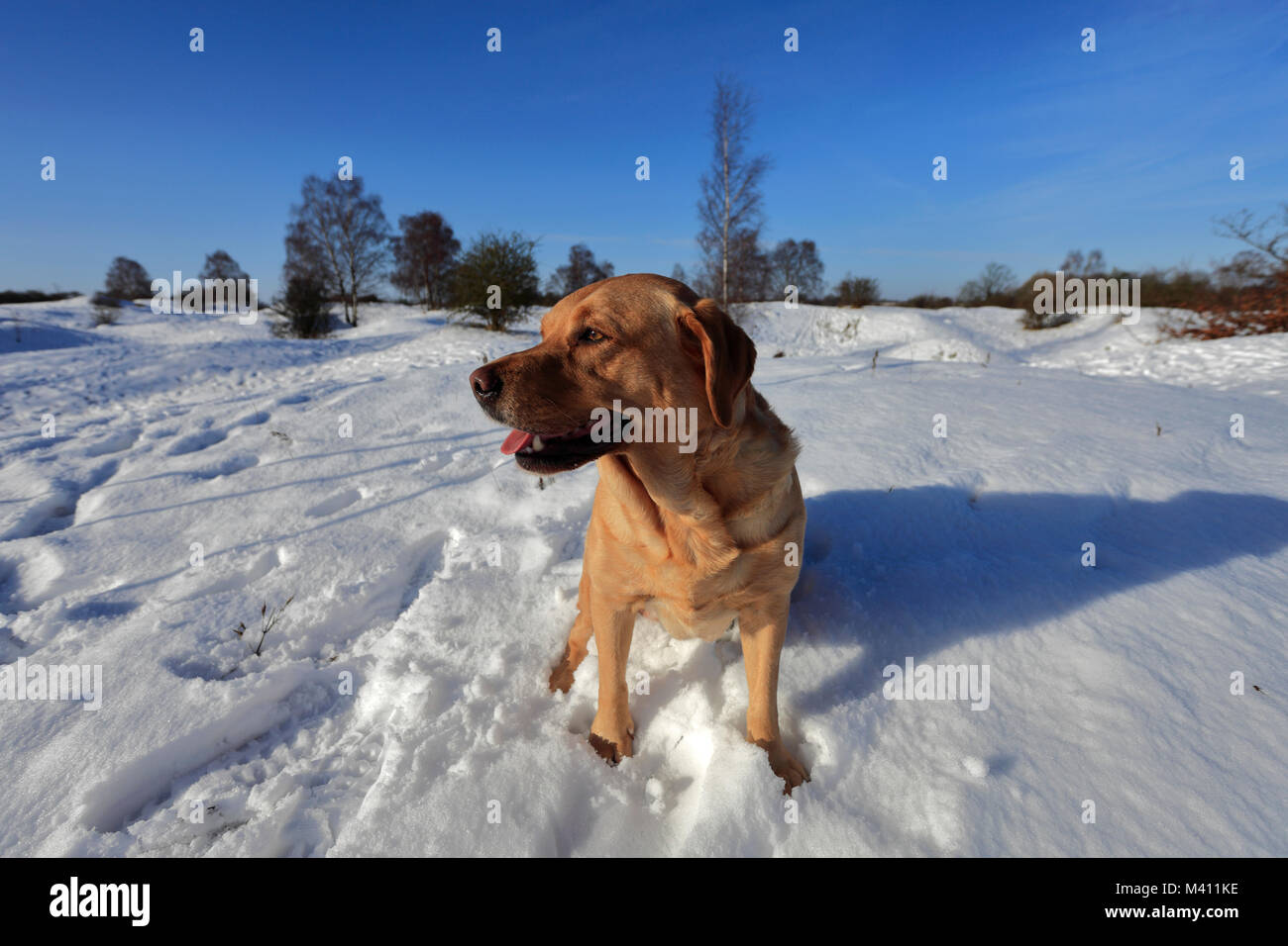 Stammbaum Golden Labrador, Winter Schnee, Barnack Hügel N Löcher, SSSI, Barnack Dorf, Cambridgeshire, England, Großbritannien Stockfoto