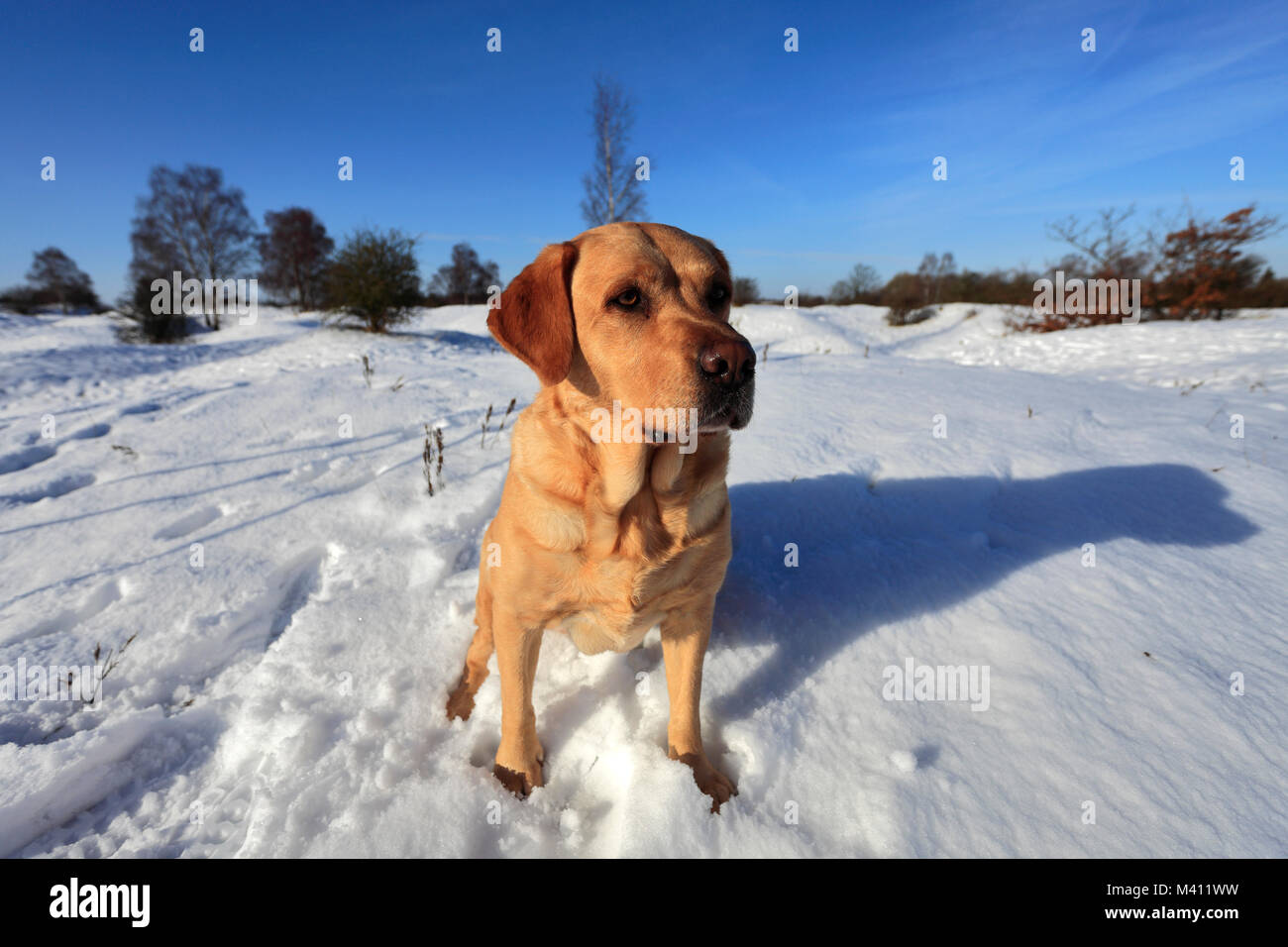 Stammbaum Golden Labrador, Winter Schnee, Barnack Hügel N Löcher, SSSI, Barnack Dorf, Cambridgeshire, England, Großbritannien Stockfoto