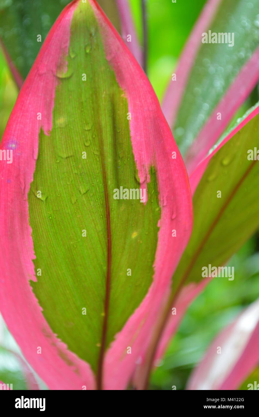 Rosa Blatt Stockfoto