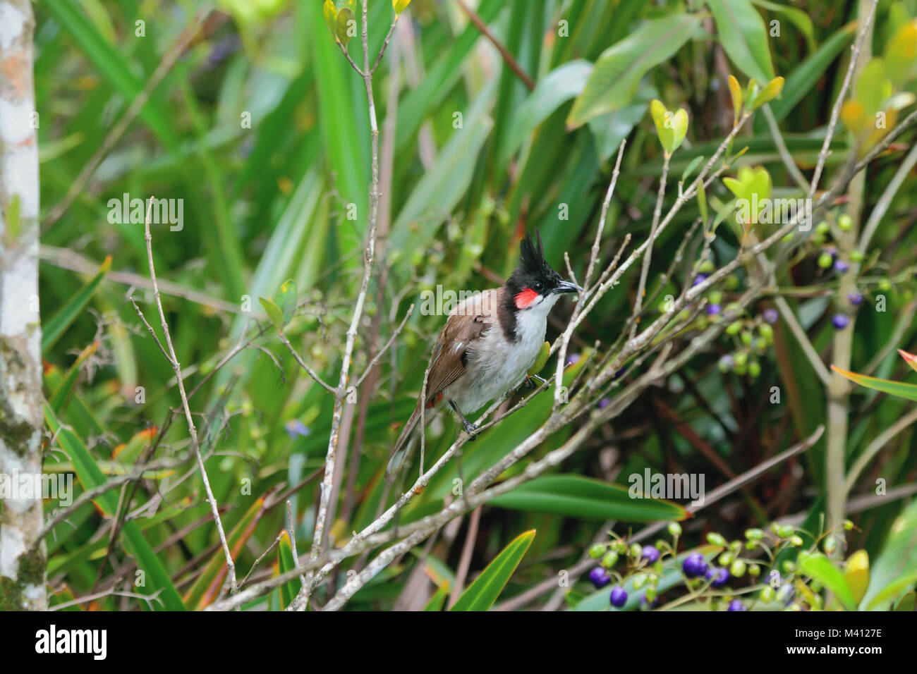 Rot-whiskered Bulbul in tropischen Dickichten. Chamarel, Mauritius Stockfoto