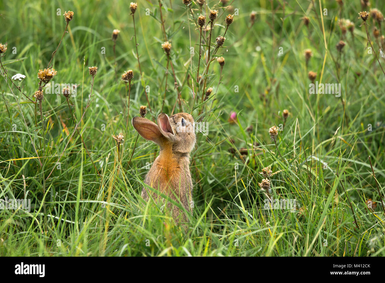 Nahaufnahme des wilden britischen Kaninchens (Oryctolagus cuniculus), das isoliert auf einer überwucherten Sommerwiese sitzt und langes Gras frisst. Stockfoto