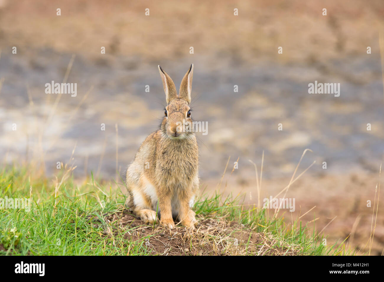 Vorderansicht Nahaufnahme des alarmiert wilden Kaninchens aus Großbritannien (Orycolagus cuniculus), isoliert auf Gras, das aufrecht auf seinen Haunsen sitzt und hoch anstarrende, lange Hünenohren anstarrt. Stockfoto