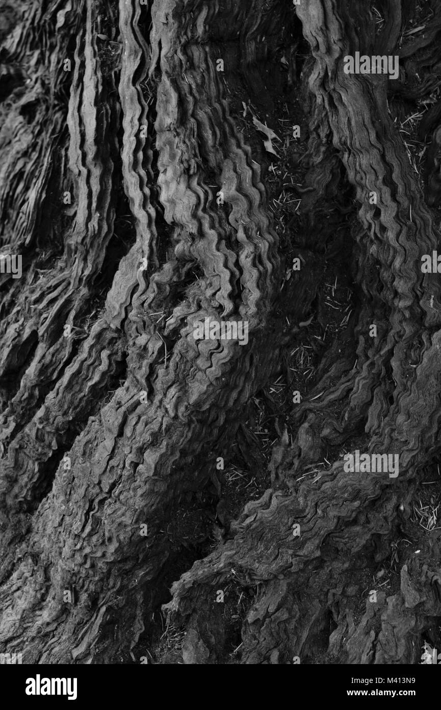 Redwood Tree Trunk in Schwarz und Weiß. Stockfoto
