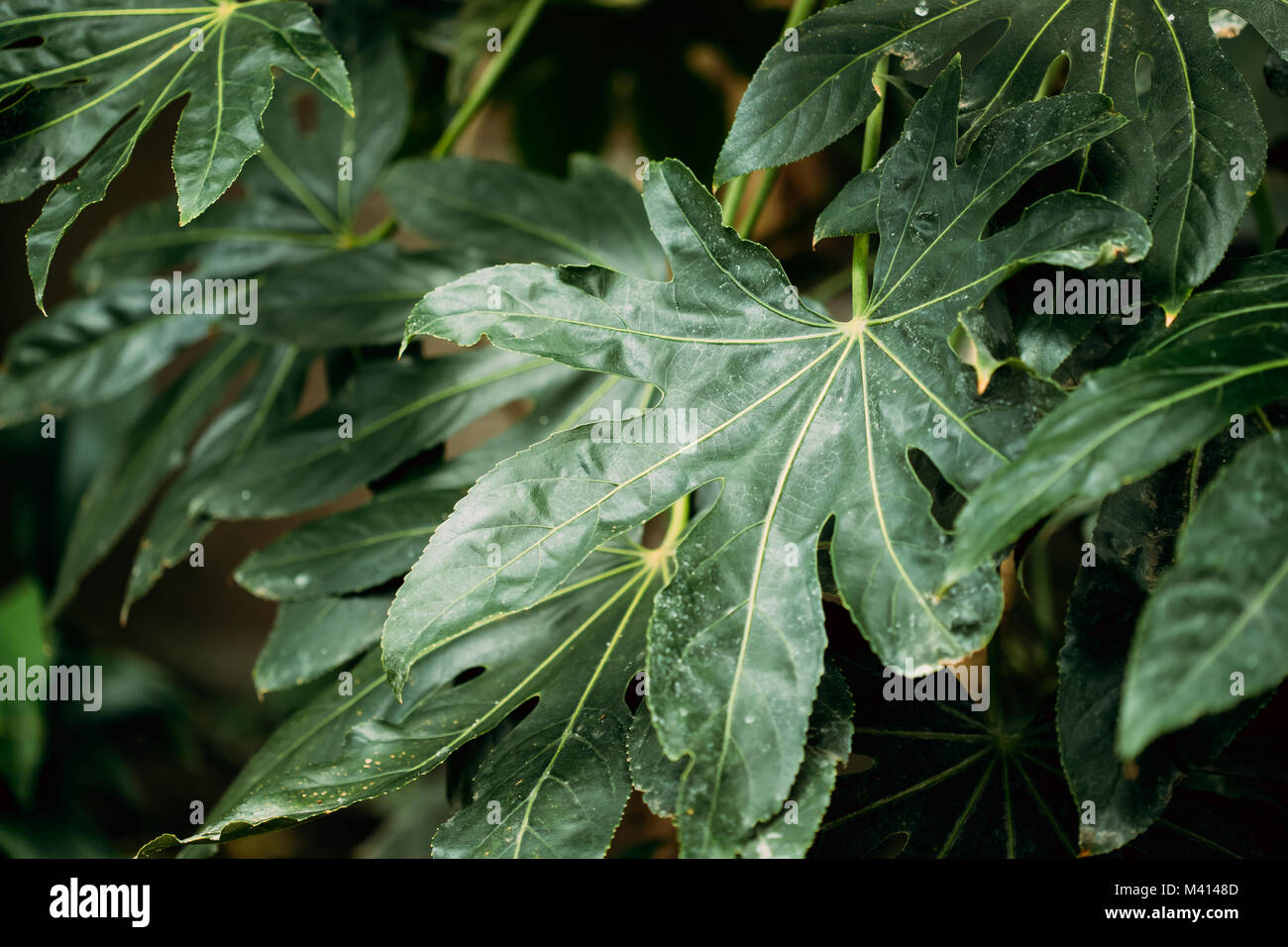 Grüne Blätter von Fatsia Japonica im Botanischen Garten. Stockfoto