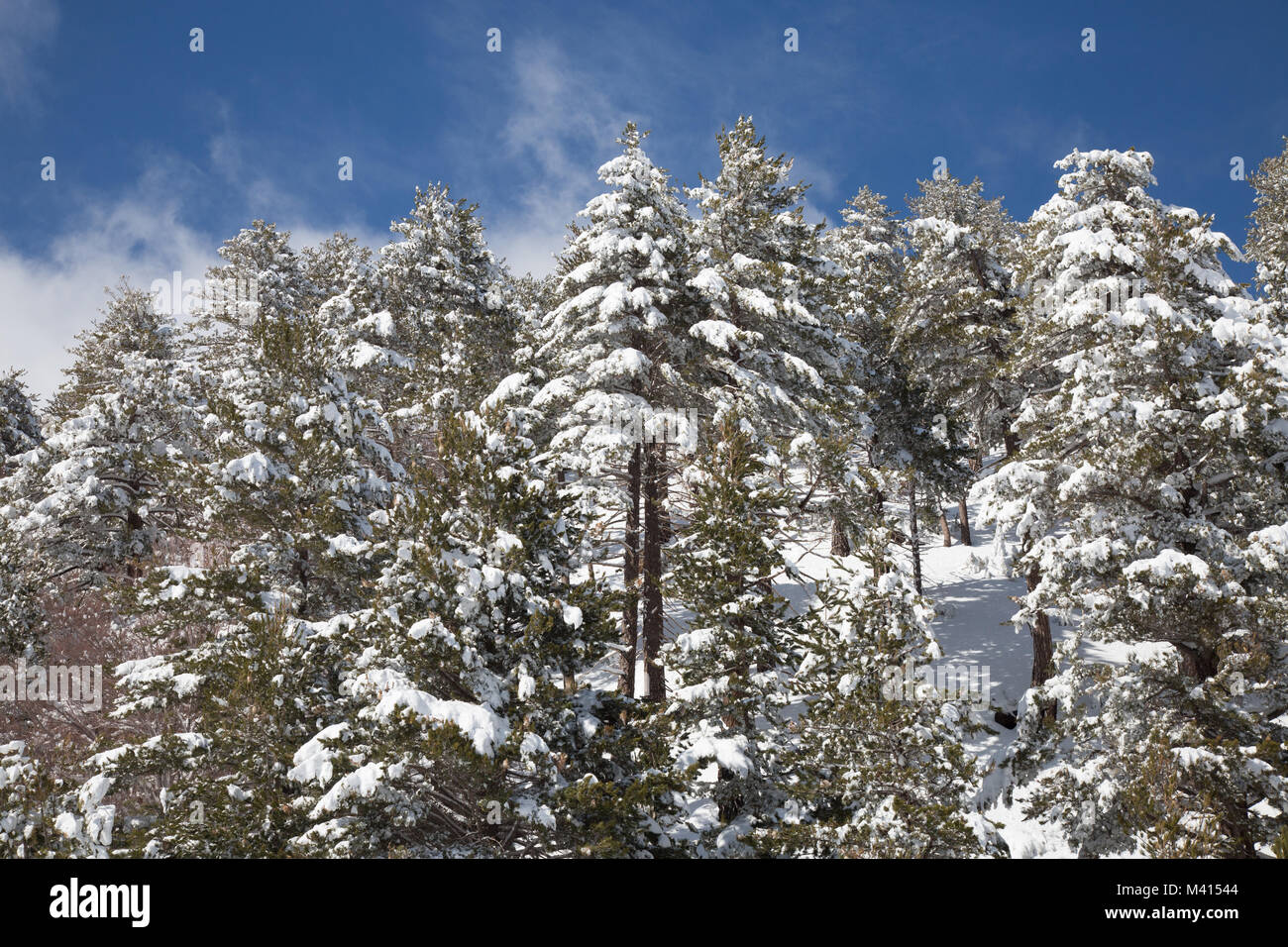 Schnee auf die Nadeln der Kiefer in den Wald im Winter Stockfoto