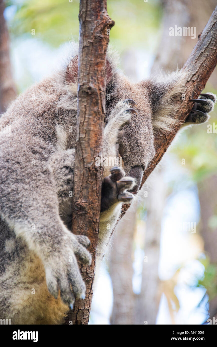 Koala unter Eukalyptus Blätter ausgeblendet Stockfoto