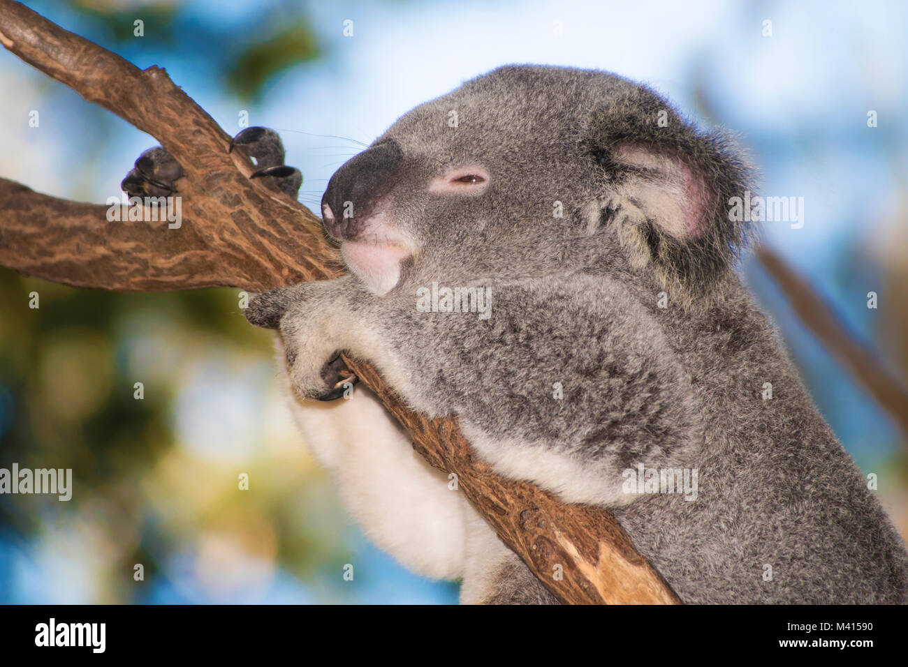 Kängurus bereit für einen Kampf Stockfoto