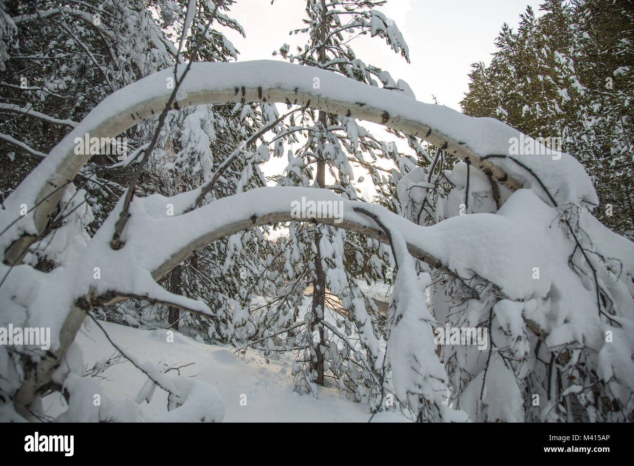 Schnee auf die Nadeln der Kiefer in den Wald im Winter Stockfoto