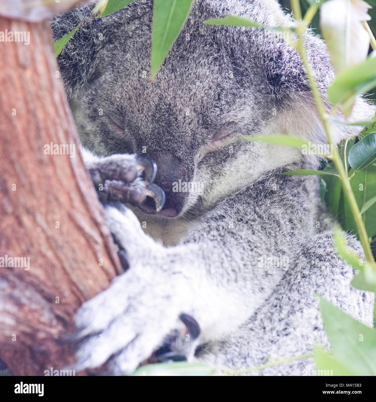Kängurus bereit für einen Kampf Stockfoto