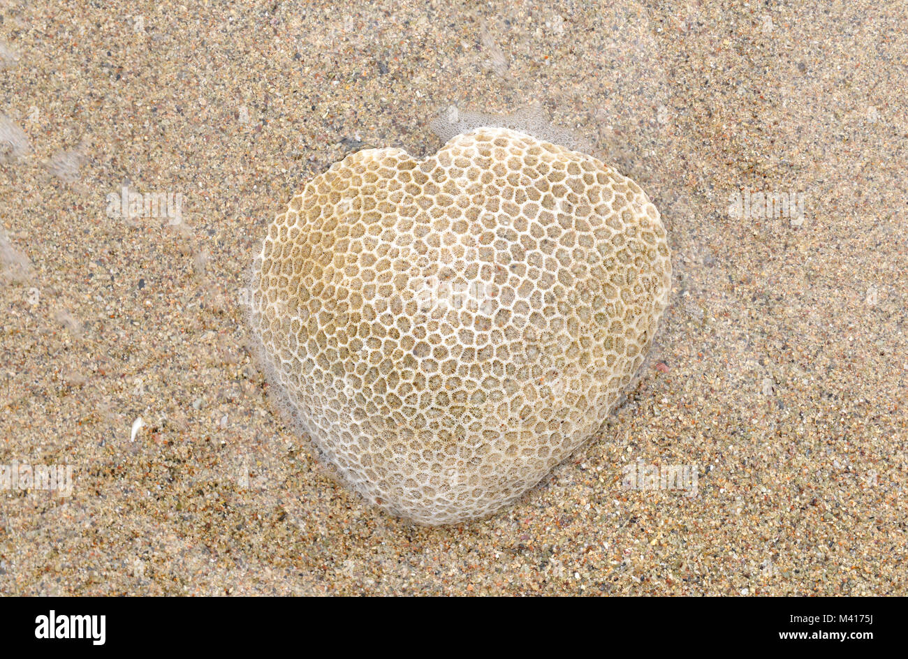 Honey Comb Korallen auf den Strand und das Meer Wasser wie Herzen auf Sand Stockfoto