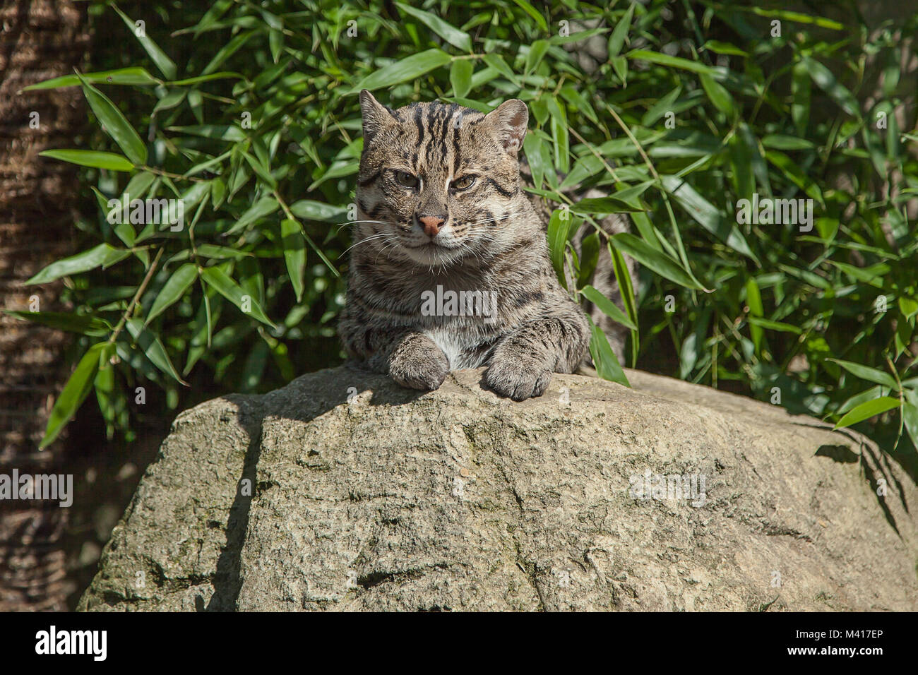 Foto einer Katze sitzt auf einem Felsen in der Sonne Stockfoto