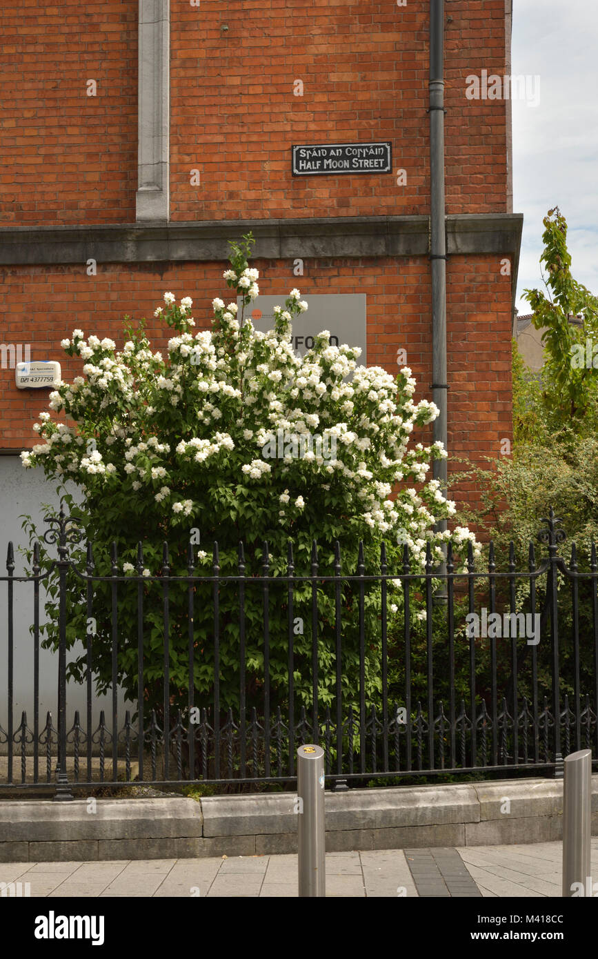 Half Moon Street Cork mit Mock Orange Stockfotografie Alamy