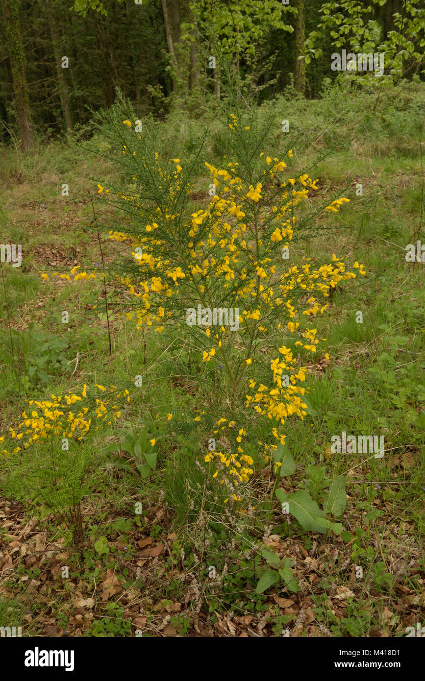 Besen, Cytisus scoparius Stockfoto