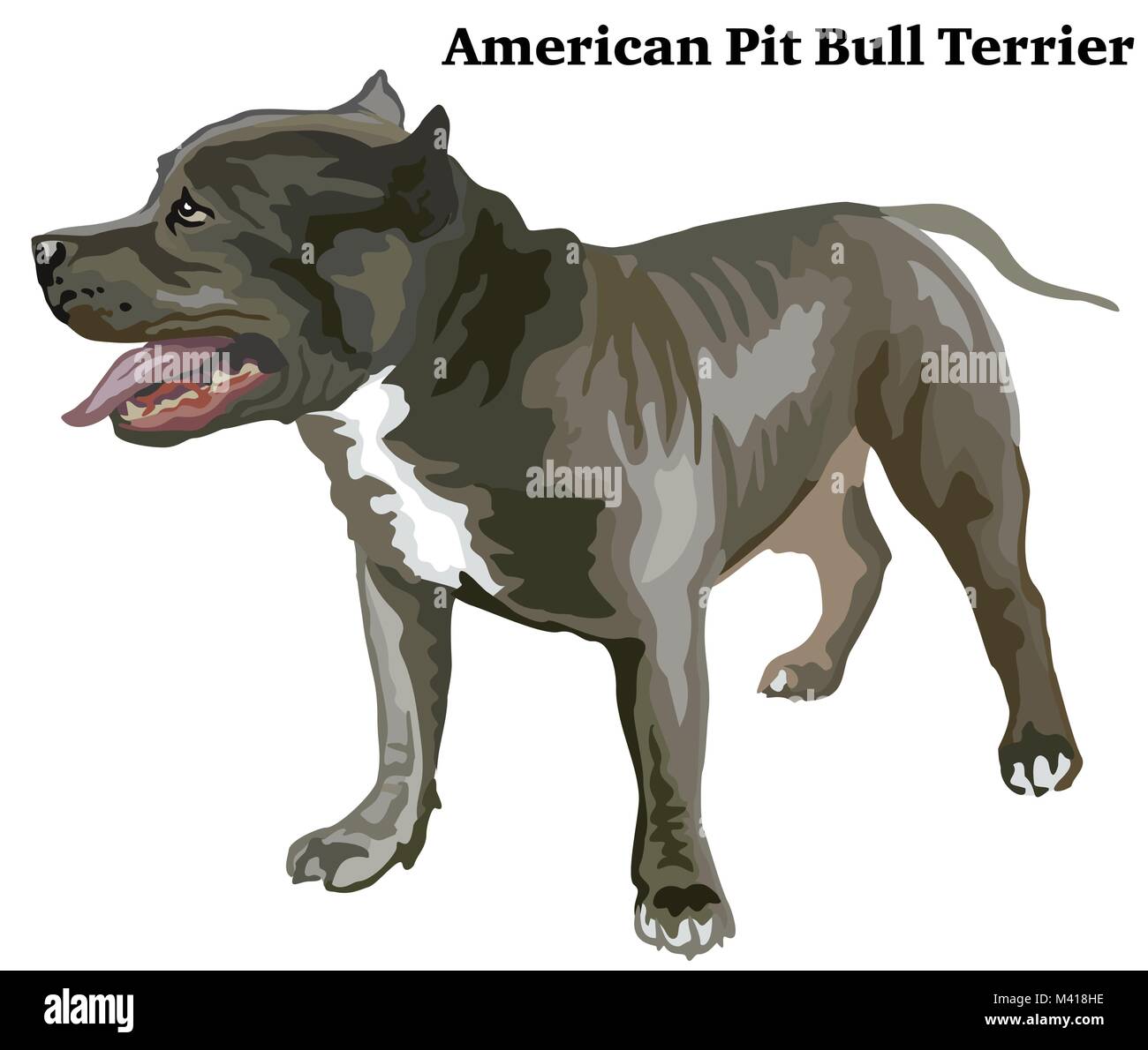 Portrait von ständigen im Profil American Pit Bull, Vektor bunte Abbildung auf weißem Hintergrund Stock Vektor