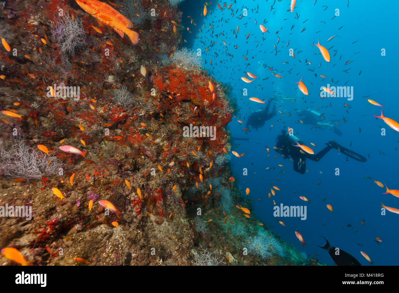 Rückansicht von Tauchern erkundet Korallenriff, Unterwasser Aktivitäten Stockfoto