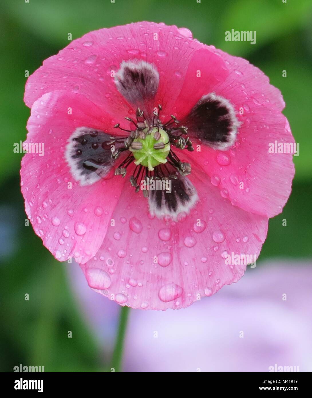 Rosa Mohn mit Regentropfen Stockfoto