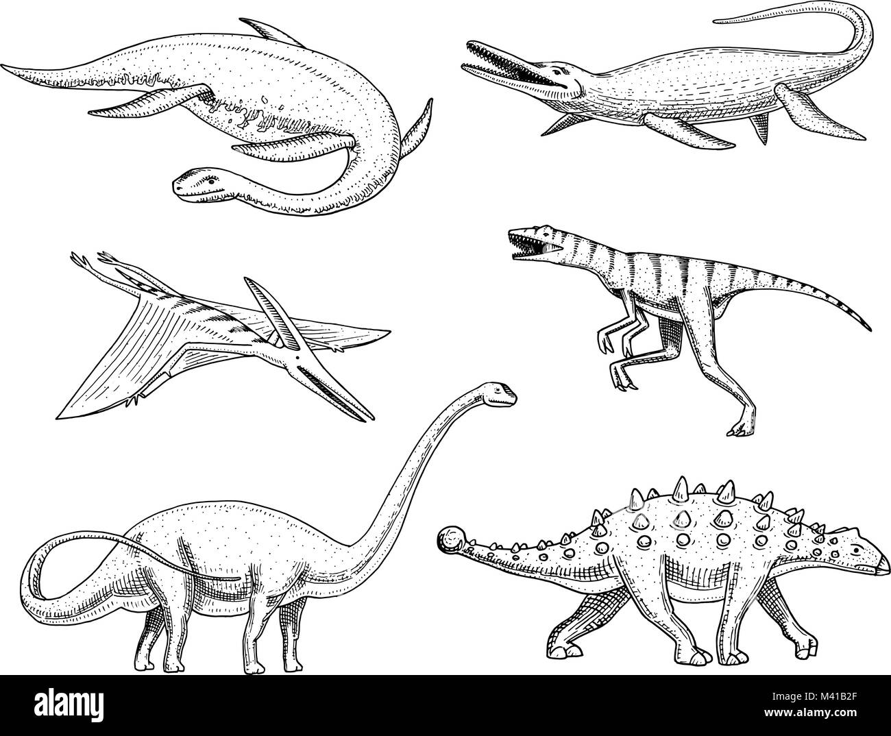 Dinosaurier Elasmosaurus, Mosasaurus, Barosaurus, Diplodocus, Pterosaur, Ankylosaurus, Velociraptor, Fossilien, winged Lizard. Amerikanische prähistorischen Reptilien, Jurassic Tier graviert Hand gezeichnet Vektor. Stock Vektor