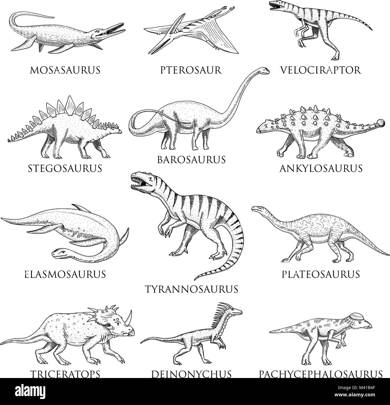 Dinosaurier, Tyrannosaurus Rex, Triceratops, Barosaurus, Diplodocus, Triceratops, Triceratops, Stegosaurus, Skelette, Fossilien. Prähistorische Reptilien, Tier Hand gezeichnet Vektor. Stock Vektor