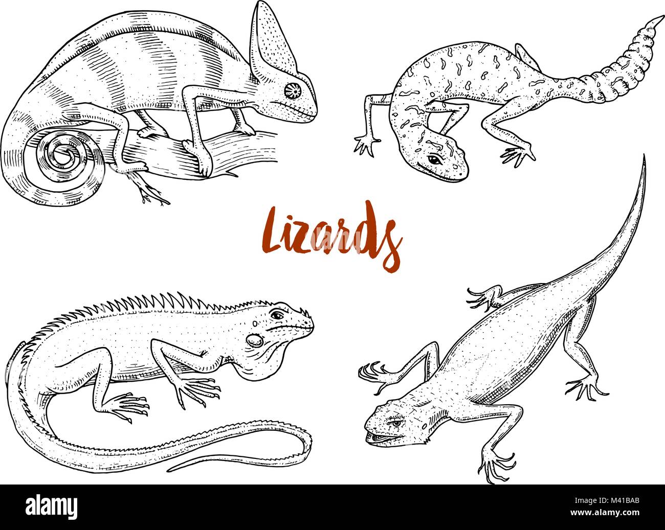 Chameleon Eidechse, Amerikanische Grüner Leguan, Reptilien und Schlangen- oder Fat-spotted-tailed Gecko. herbivore Arten. Vector Illustration für Buch oder pet store, Zoo. graviert Hand in alte Skizze gezeichnet. Stock Vektor