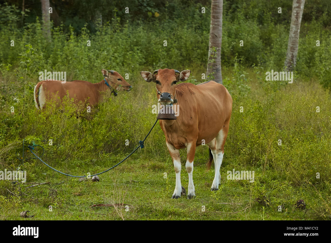 Braun inländischen grasende Kühe auf Lombok, Indonesien Stockfoto