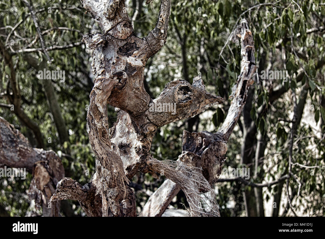 Tot Feigenkaktus (Kaktus) Ungewöhnliche skurrile Formen, seltsame Form, Skelett Pflanzen, Zerfall von Gewebe, sterben. Ein Symbol der grihasti, dis Stockfoto