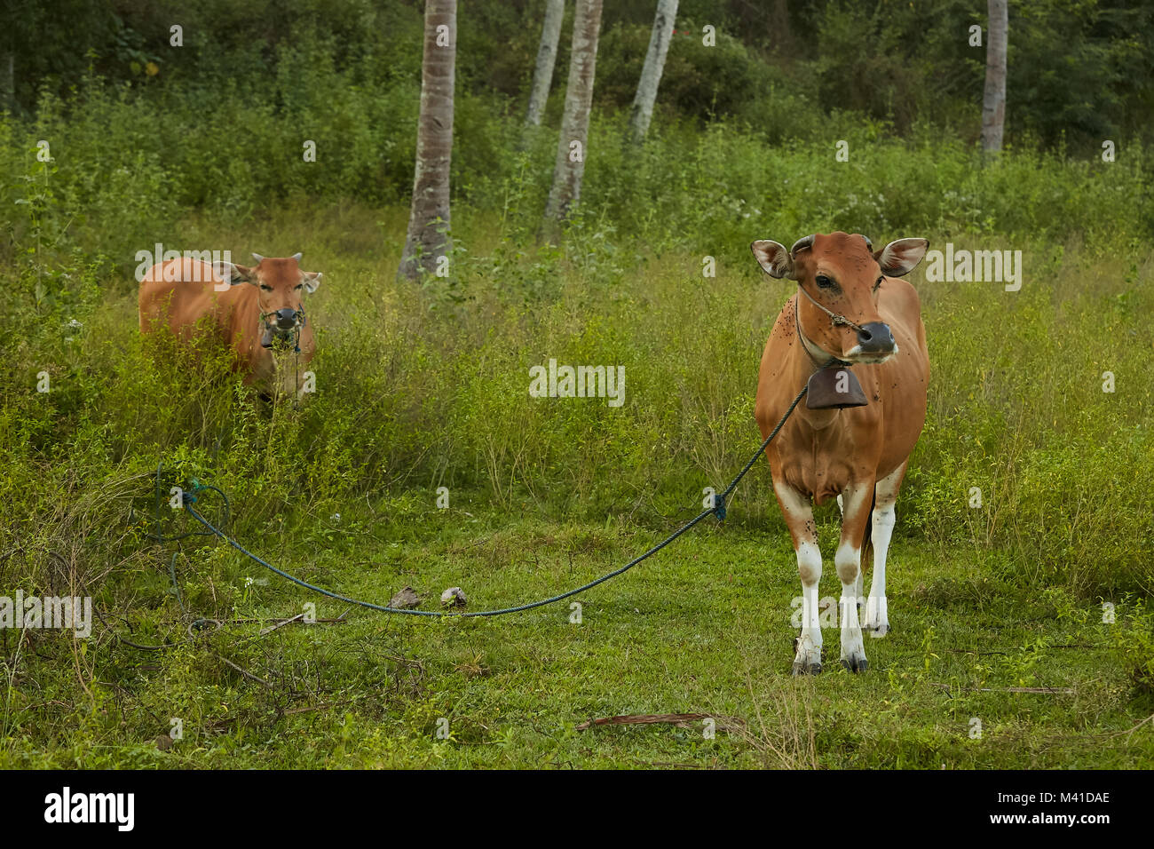 Braun inländischen grasende Kühe auf Lombok, Indonesien Stockfoto