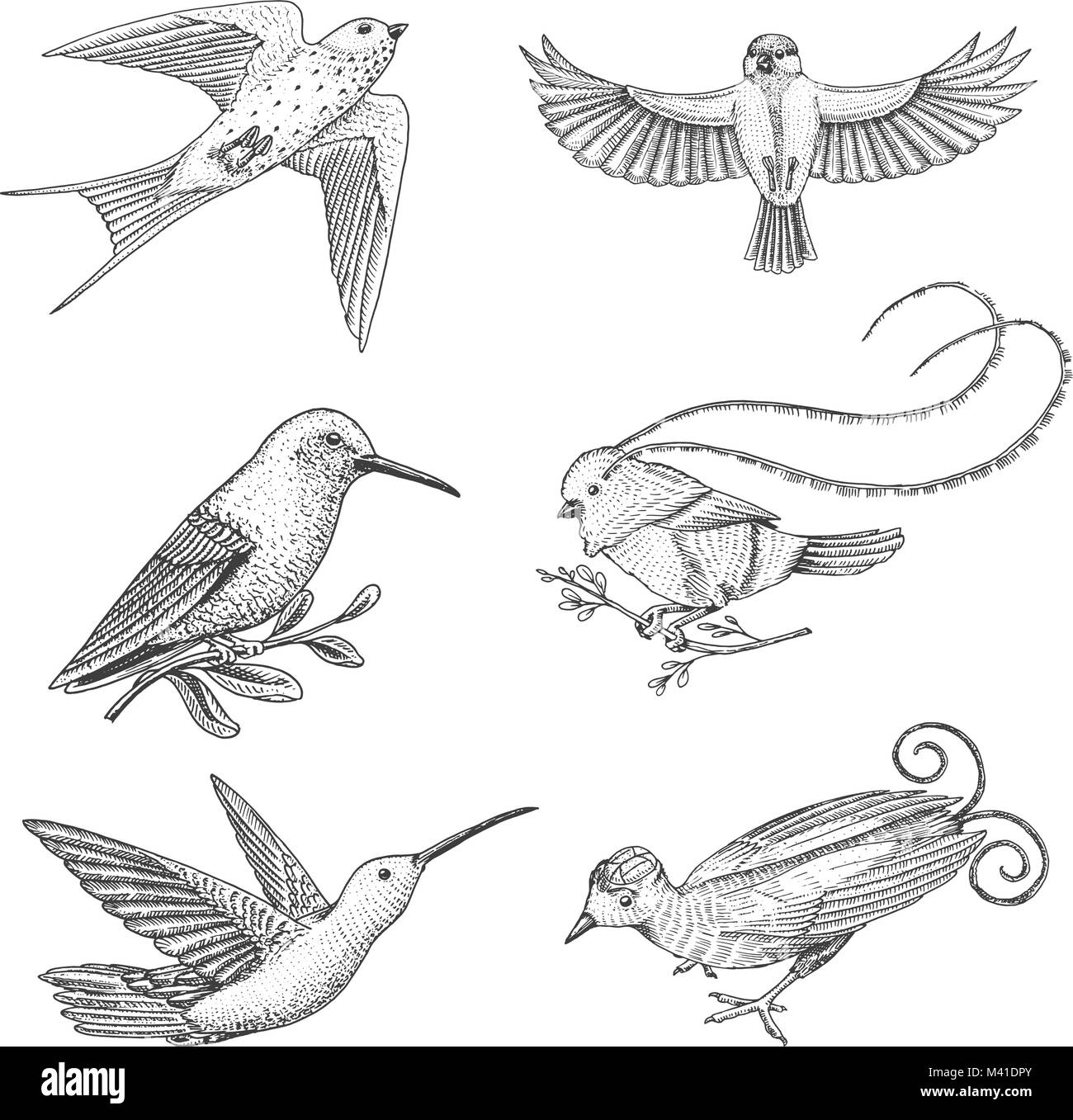 Kleine Vögel des Paradieses, rauchschwalbe oder martlet und parus oder Meise, Kolibri, rufous und Weiß-necked Jakobiner. Exotische tropische Tiere. Verwenden Sie für Hochzeit, Party. graviert Hand in alte Skizze gezeichnet Stock Vektor