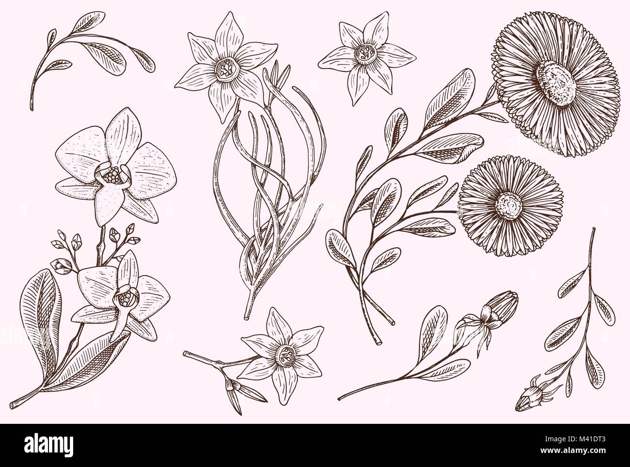 Malvorlage blumen mit knospen information