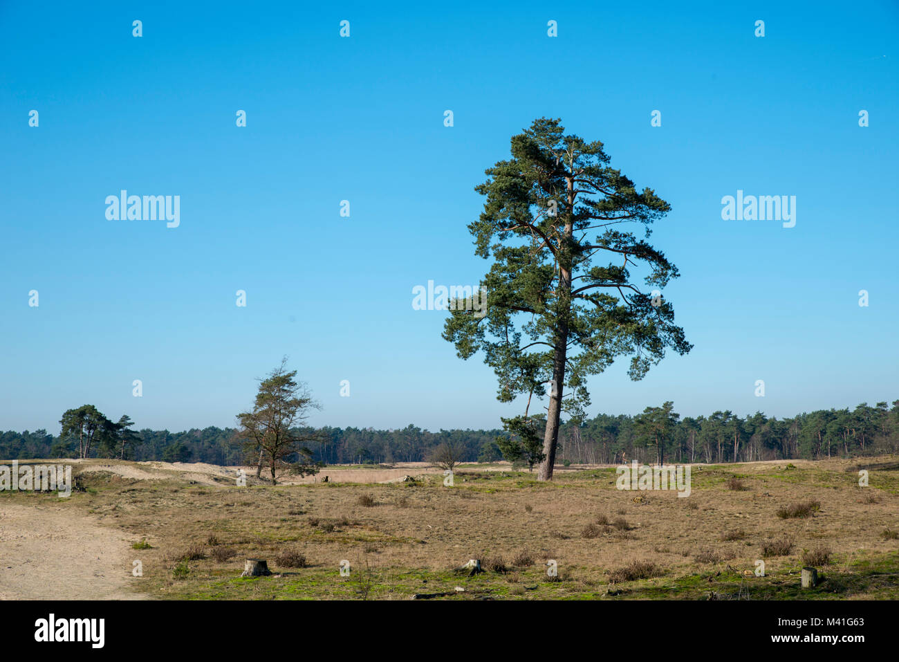 Das ist es, was die Dünen von Loon und Drunen Nationalpark ist, mitten in der Provinz Noord-Brabant. Einer der größten Holland natürliche Bereiche Stockfoto