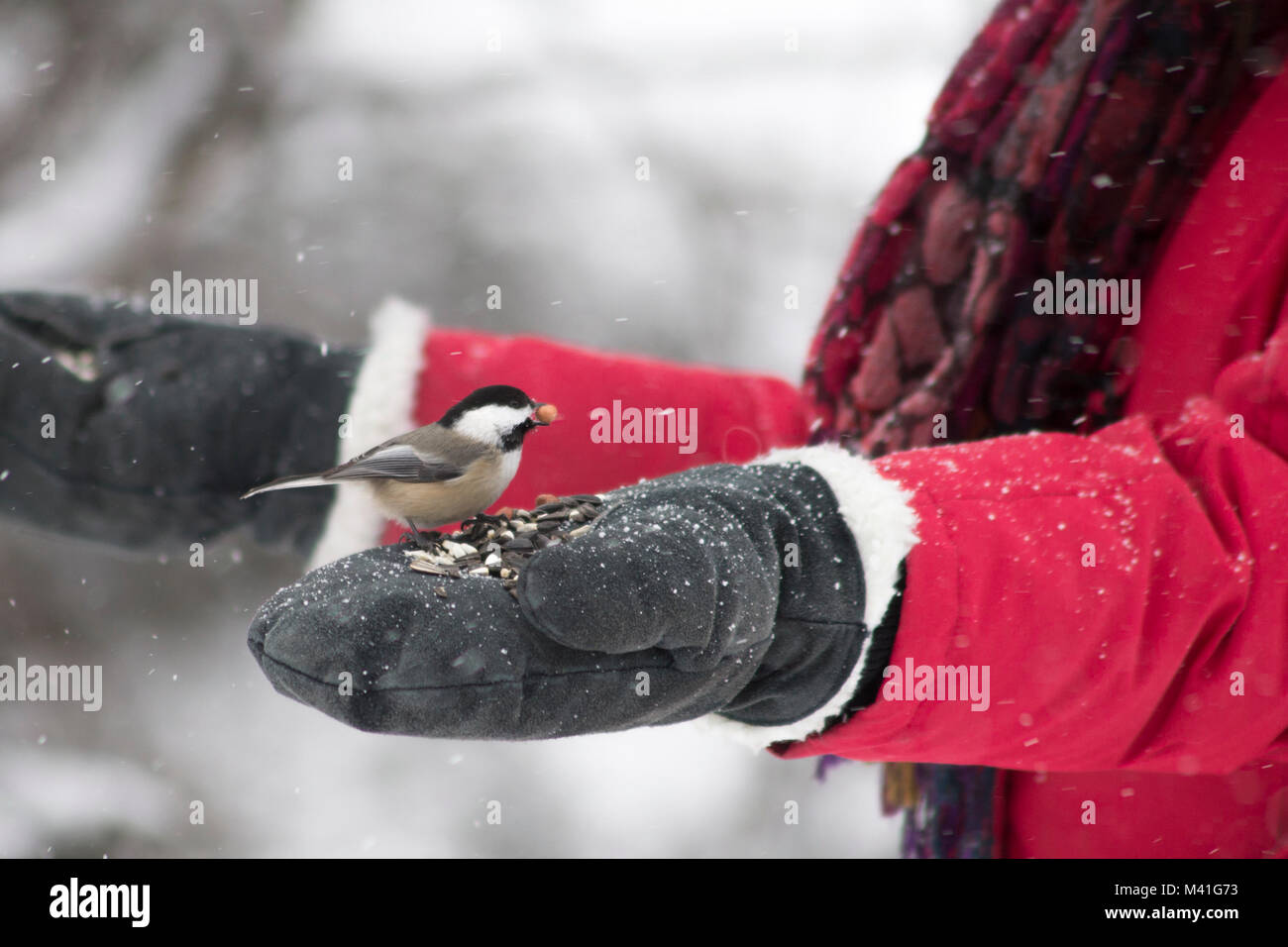 Chickadee Beschickung von Handschuhen im Winter Schneefall Stockfoto