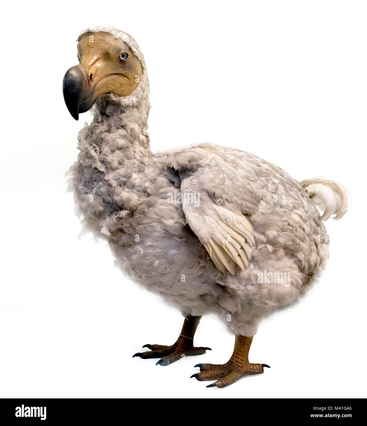Dodo (Raphus cucullatus). Lebensgroße Modell im Natural History Museum in London. Stockfoto